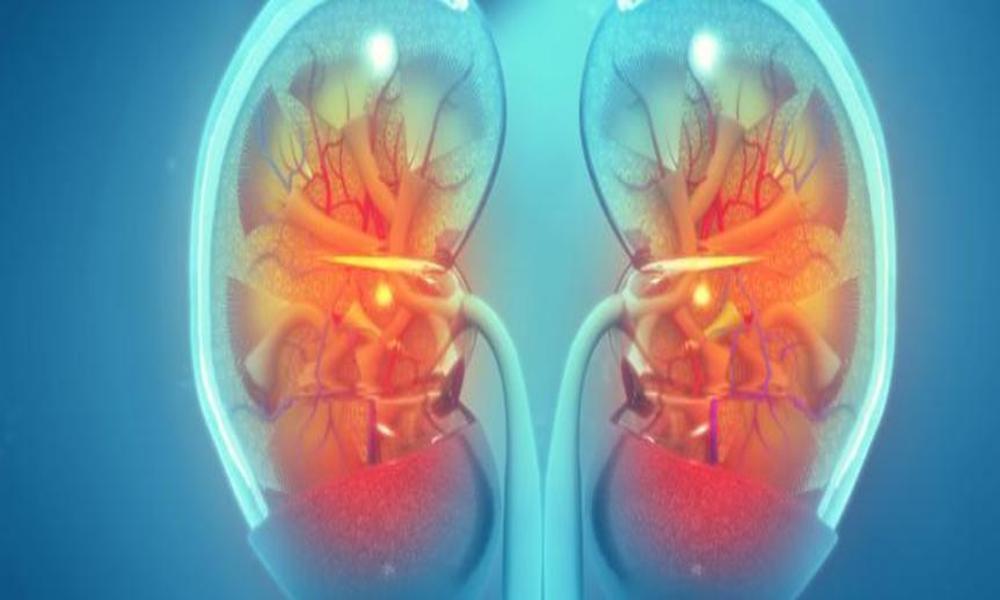 the-stages-of-chronic-kidney-disease-health-a-bot